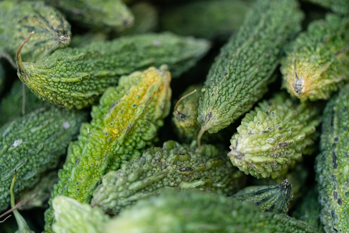 Peria Katak (Momordica charantia), bahan botani sebenar